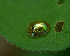 Charidotella succinea