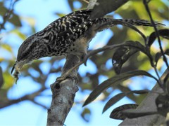 Campylorhynchus zonatus
