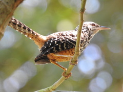 Campylorhynchus zonatus
