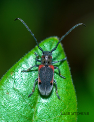 Tetraopes batesi