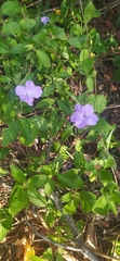 Ruellia solitaria