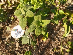 Teucrium scorodonia