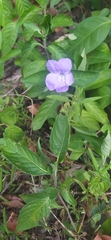 Ruellia solitaria