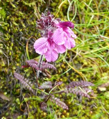 Pedicularis roylei