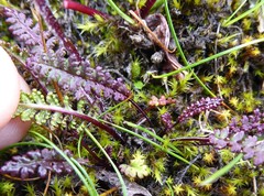 Pedicularis roylei