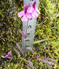 Pedicularis roylei
