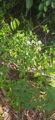 Ruellia solitaria