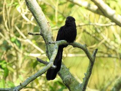 Crotophaga sulcirostris