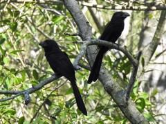 Crotophaga sulcirostris