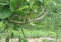Sakesphorus canadensis