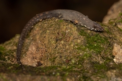 Centrosaura apodema image