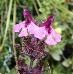 Pedicularis roylei