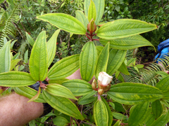 Melastoma denticulatum