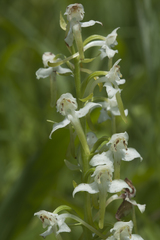 Platanthera densa