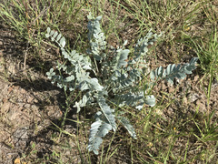 Astragalus mollissimus
