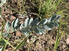 Astragalus mollissimus