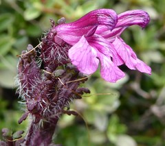Pedicularis roylei