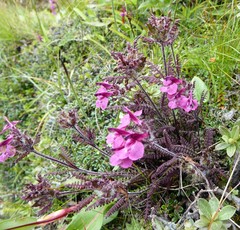 Pedicularis roylei