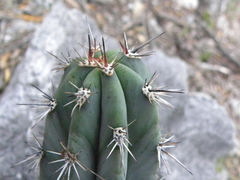 Pachycereus weberi