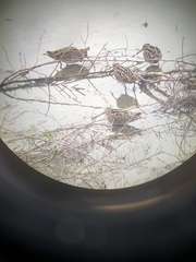 Gallinago delicata