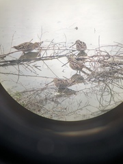 Gallinago delicata