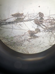 Gallinago delicata