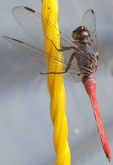 Orthetrum migratum
