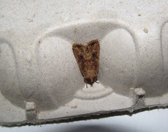 Ichneutica morosa
