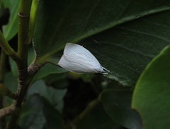 Nymphostola galactina