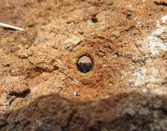 Neocicindela