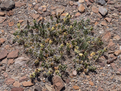 Grusonia aggeria