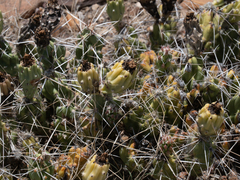 Grusonia aggeria