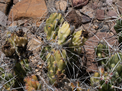 Grusonia aggeria