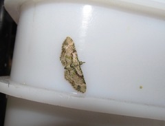 Chloroclystis sphragitis