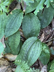 Collabium formosanum