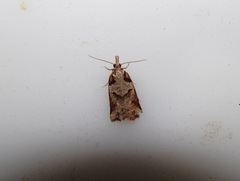 Harmologa amplexana