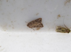 Ichneutica morosa