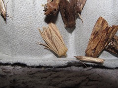 Ichneutica semivittata
