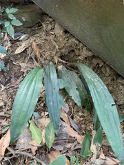 Tainia dunnii