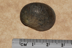 Nerita erythrostoma