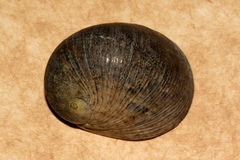 Nerita erythrostoma