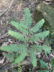 Pteris amoena