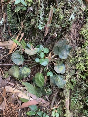 Shortia rotundifolia