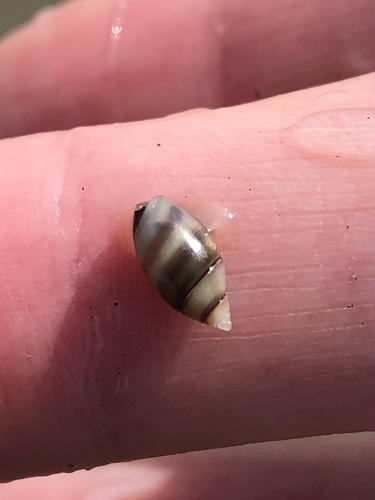 Olivella zonalis