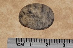 Nerita erythrostoma