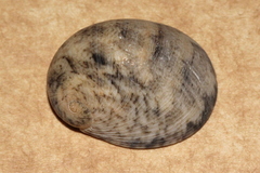Nerita erythrostoma