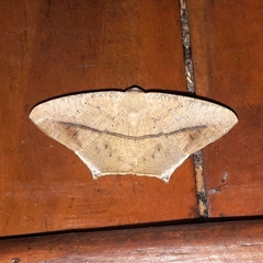 Prochoerodes flexilinea