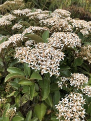Olearia furfuracea