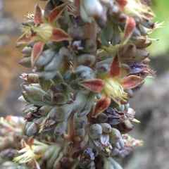 Thompsonella minutiflora