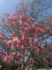 Cornus florida rubra